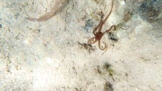 Lara Bay — заповедник черепах, можно ли тут ловить с берега?