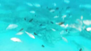 Fig Tree Bay — снорклинг и кормление рыбы, где запрещено с удочкой?