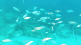 Fig Tree Bay — снорклинг и кормление рыбы, где запрещено с удочкой?