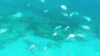 Fig Tree Bay — снорклинг и кормление рыбы, где запрещено с удочкой?