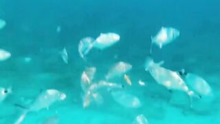 Fig Tree Bay — снорклинг и кормление рыбы, где запрещено с удочкой?