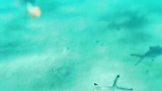 Fig Tree Bay — снорклинг и кормление рыбы, где запрещено с удочкой?