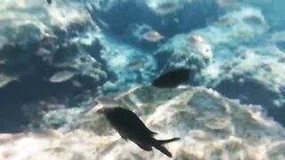 Fig Tree Bay — снорклинг и кормление рыбы, где запрещено с удочкой?