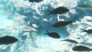 Fig Tree Bay — снорклинг и кормление рыбы, где запрещено с удочкой?