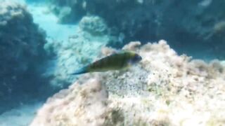 Fig Tree Bay — снорклинг и кормление рыбы, где запрещено с удочкой?