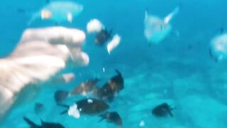 Fig Tree Bay — снорклинг и кормление рыбы, где запрещено с удочкой?