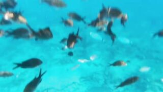 Fig Tree Bay — снорклинг и кормление рыбы, где запрещено с удочкой?