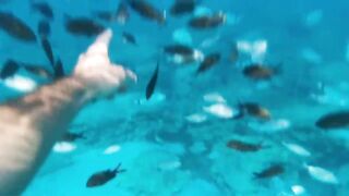 Fig Tree Bay — снорклинг и кормление рыбы, где запрещено с удочкой?