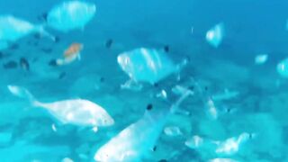 Fig Tree Bay — снорклинг и кормление рыбы, где запрещено с удочкой?