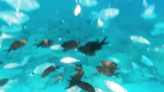 Fig Tree Bay — снорклинг и кормление рыбы, где запрещено с удочкой?