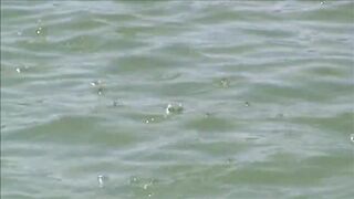 Kouris Dam — 3-й турнир: береговая тактика и ветер