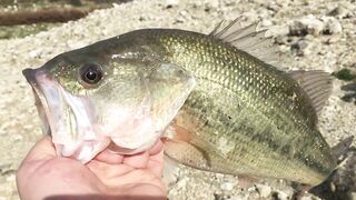 Эврету — бассовая рыбалка: береговые маршруты на рассвете