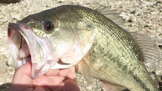 Эврету — бассовая рыбалка: береговые маршруты на рассвете