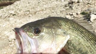 Эврету — бассовая рыбалка: береговые маршруты на рассвете