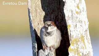 Evretou Dam — точки для басса, куда идти на рассвете, Кипр