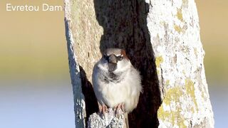 Evretou Dam — точки для басса, куда идти на рассвете, Кипр