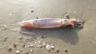 Larnaca — кальмар с берега утром: свет, глубина, паузы