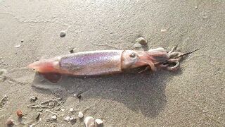 Larnaca — кальмар с берега утром: свет, глубина, паузы