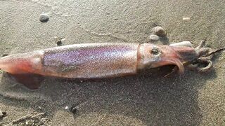 Larnaca — кальмар с берега утром: свет, глубина, паузы