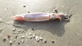 Larnaca — кальмар с берега утром: свет, глубина, паузы