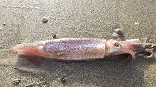 Larnaca — кальмар с берега утром: свет, глубина, паузы