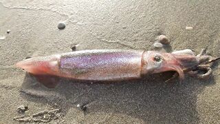 Larnaca — кальмар с берега утром: свет, глубина, паузы