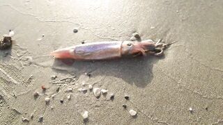 Larnaca — кальмар с берега утром: свет, глубина, паузы