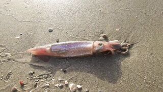 Larnaca — кальмар с берега утром: свет, глубина, паузы