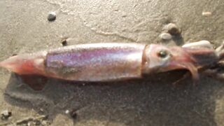 Larnaca — кальмар с берега утром: свет, глубина, паузы