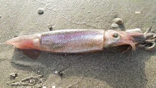 Larnaca — кальмар с берега утром: свет, глубина, паузы