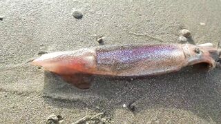 Larnaca — кальмар с берега утром: свет, глубина, паузы