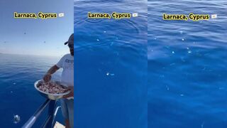 Larnaca — море, птицы, дайв и рыбалка у волнореза, стоит ли ехать?