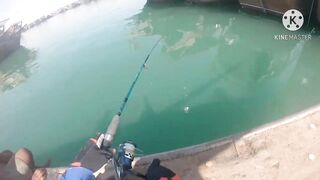 Al Khor Corniche — рыбалка с набережной: часть 6, что изменилось?