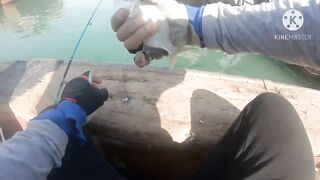 Al Khor Corniche — рыбалка с набережной: часть 6, что изменилось?