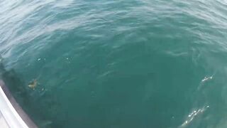 Al-Wakrah — 7 кг kingfish: морская рыбалка на пилькеры и воблеры