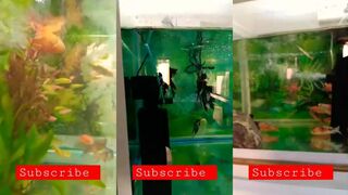 Al Wakrah Souq — рыбные ряды Катара, что купить после рыбалки?