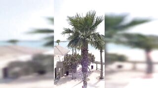 Banana Island Qatar 2020 — куда делась стая, ищем «птичку»?