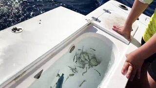 Акаба, Jordan — лучший выезд с гидом: маршруты и результаты