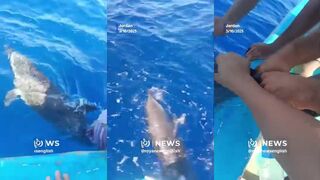 Акаба, Jordan: рыбак спас дельфина — как вести себя при встрече с морскими млекопитающими