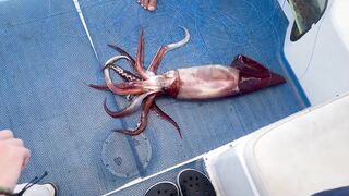 Aqaba, Jordan — тот самый выезд: морская рыбалка в Акабском заливе