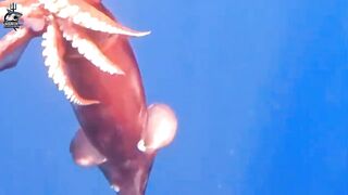 Aqaba, Jordan — рыбалка в Красном море: днём у волнорезов