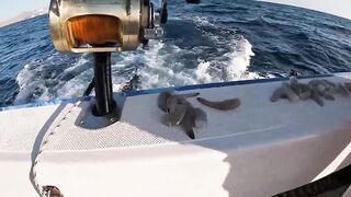 Канарские острова для туристов: рыбалка стоит своих денег?