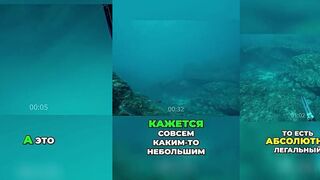 Канарские острова: подводная охота на групера — безопасные глубины и заходы