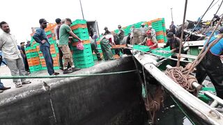 Агадир, Morocco — стримфуд в рыбном порту, что попробовать после улова?