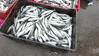 Агадир, Morocco — стримфуд в рыбном порту, что попробовать после улова?