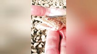 Иордания — ловля рыбы в Красном море: снасти и приманки