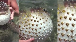 Иордания: прикольная рыбка у пирса, что это за вид?