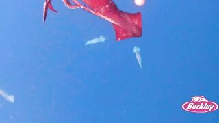 Jordan — поиск гигантского кальмара: снасти, луна и шансы