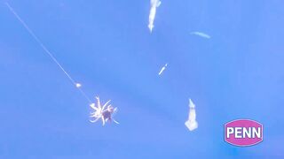 Jordan — поиск гигантского кальмара: снасти, луна и шансы