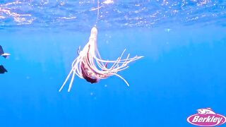 Jordan — поиск гигантского кальмара: снасти, луна и шансы